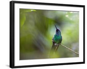 A Violet-Capped Wood Nymph, Thalurania Glaucopis, Sits on a Branch-Alex Saberi-Framed Photographic Print