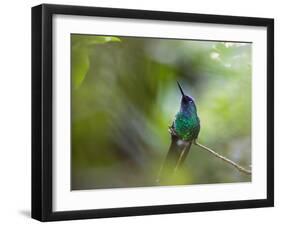 A Violet-Capped Wood Nymph, Thalurania Glaucopis, Sits on a Branch-Alex Saberi-Framed Photographic Print