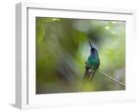 A Violet-Capped Wood Nymph, Thalurania Glaucopis, Sits on a Branch-Alex Saberi-Framed Photographic Print