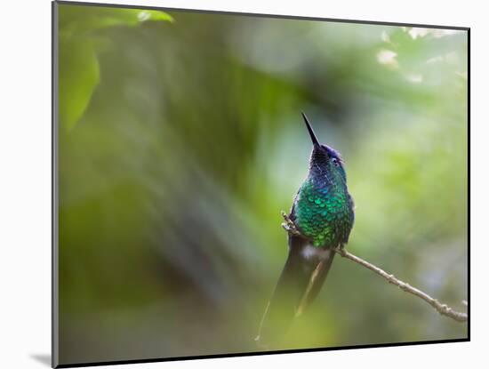 A Violet-Capped Wood Nymph, Thalurania Glaucopis, Sits on a Branch-Alex Saberi-Mounted Photographic Print