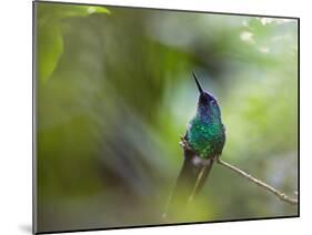 A Violet-Capped Wood Nymph, Thalurania Glaucopis, Sits on a Branch-Alex Saberi-Mounted Photographic Print