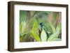 A Violet-Capped Wood Nymph, Thalurania Glaucopis, Sitting on a Branch-Alex Saberi-Framed Photographic Print