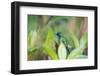 A Violet-Capped Wood Nymph, Thalurania Glaucopis, Sitting on a Branch-Alex Saberi-Framed Photographic Print