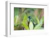 A Violet-Capped Wood Nymph, Thalurania Glaucopis, Sitting on a Branch-Alex Saberi-Framed Photographic Print