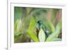 A Violet-Capped Wood Nymph, Thalurania Glaucopis, Sitting on a Branch-Alex Saberi-Framed Photographic Print