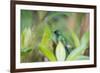 A Violet-Capped Wood Nymph, Thalurania Glaucopis, Sitting on a Branch-Alex Saberi-Framed Photographic Print