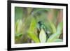 A Violet-Capped Wood Nymph, Thalurania Glaucopis, Sitting on a Branch-Alex Saberi-Framed Photographic Print