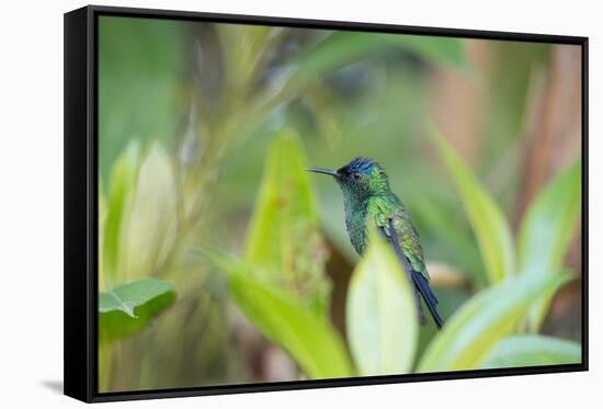 A Violet-Capped Wood Nymph, Thalurania Glaucopis, Sitting on a Branch-Alex Saberi-Framed Stretched Canvas