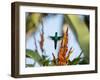 A Violet-Capped Woodnymph Feeding Mid Flight in the Atlantic Rainforest-Alex Saberi-Framed Photographic Print