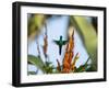 A Violet-Capped Woodnymph Feeding Mid Flight in the Atlantic Rainforest-Alex Saberi-Framed Photographic Print