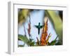 A Violet-Capped Woodnymph Feeding Mid Flight in the Atlantic Rainforest-Alex Saberi-Framed Photographic Print