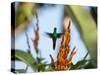 A Violet-Capped Woodnymph Feeding Mid Flight in the Atlantic Rainforest-Alex Saberi-Stretched Canvas