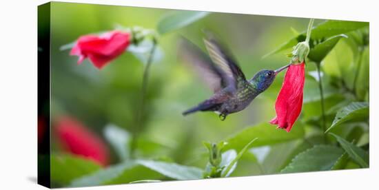 A Violet-Capped Woodnymph Feeds from a Flower in the Atlantic Rainforest-Alex Saberi-Stretched Canvas