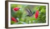 A Violet-Capped Woodnymph Feeds from a Flower in the Atlantic Rainforest-Alex Saberi-Framed Photographic Print