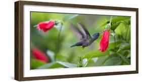 A Violet-Capped Woodnymph Feeds from a Flower in the Atlantic Rainforest-Alex Saberi-Framed Photographic Print