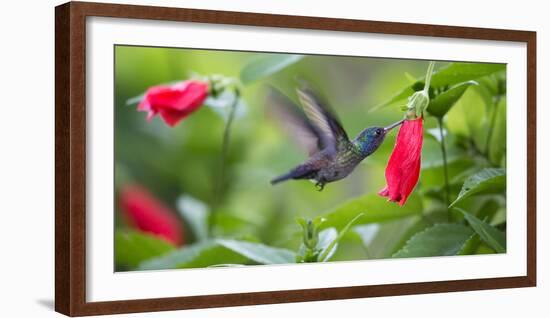 A Violet-Capped Woodnymph Feeds from a Flower in the Atlantic Rainforest-Alex Saberi-Framed Photographic Print