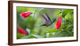 A Violet-Capped Woodnymph Feeds from a Flower in the Atlantic Rainforest-Alex Saberi-Framed Photographic Print