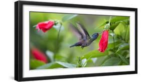 A Violet-Capped Woodnymph Feeds from a Flower in the Atlantic Rainforest-Alex Saberi-Framed Photographic Print