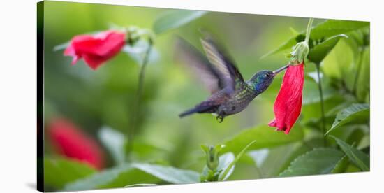 A Violet-Capped Woodnymph Feeds from a Flower in the Atlantic Rainforest-Alex Saberi-Stretched Canvas