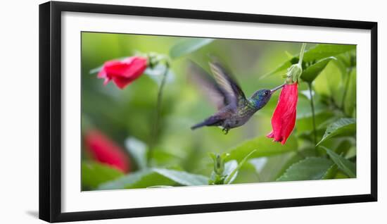 A Violet-Capped Woodnymph Feeds from a Flower in the Atlantic Rainforest-Alex Saberi-Framed Premium Photographic Print