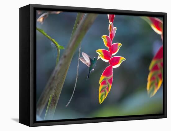 A Violet-Capped Woodnymph Hummingbird Feeds on Heliconia Rostratas in Ubatuba, Brazil-Alex Saberi-Framed Stretched Canvas