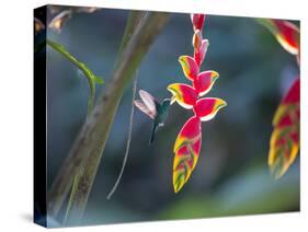 A Violet-Capped Woodnymph Hummingbird Feeds on Heliconia Rostratas in Ubatuba, Brazil-Alex Saberi-Stretched Canvas
