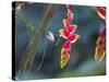 A Violet-Capped Woodnymph Hummingbird Feeds on Heliconia Rostratas in Ubatuba, Brazil-Alex Saberi-Stretched Canvas