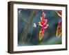 A Violet-Capped Woodnymph Hummingbird Feeds on Heliconia Rostratas in Ubatuba, Brazil-Alex Saberi-Framed Photographic Print