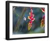 A Violet-Capped Woodnymph Hummingbird Feeds on Heliconia Rostratas in Ubatuba, Brazil-Alex Saberi-Framed Photographic Print