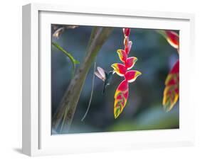 A Violet-Capped Woodnymph Hummingbird Feeds on Heliconia Rostratas in Ubatuba, Brazil-Alex Saberi-Framed Photographic Print