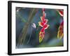 A Violet-Capped Woodnymph Hummingbird Feeds on Heliconia Rostratas in Ubatuba, Brazil-Alex Saberi-Framed Photographic Print