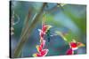 A Violet-Capped Woodnymph Hummingbird Feeds on Heliconia Rostratas in Ubatuba, Brazil-Alex Saberi-Stretched Canvas