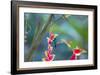 A Violet-Capped Woodnymph Hummingbird Feeds on Heliconia Rostratas in Ubatuba, Brazil-Alex Saberi-Framed Photographic Print