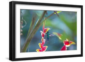 A Violet-Capped Woodnymph Hummingbird Feeds on Heliconia Rostratas in Ubatuba, Brazil-Alex Saberi-Framed Photographic Print