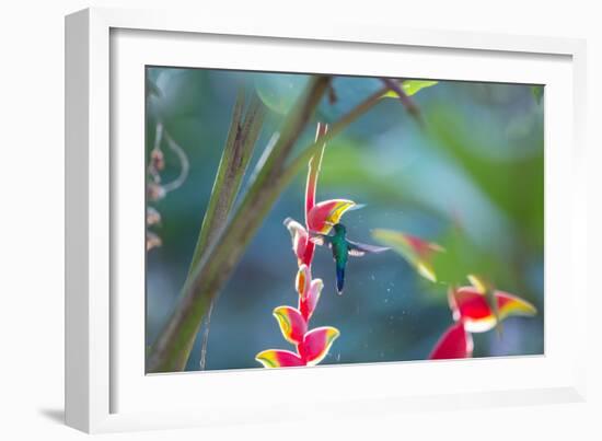 A Violet-Capped Woodnymph Hummingbird Feeds on Heliconia Rostratas in Ubatuba, Brazil-Alex Saberi-Framed Photographic Print