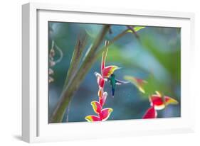 A Violet-Capped Woodnymph Hummingbird Feeds on Heliconia Rostratas in Ubatuba, Brazil-Alex Saberi-Framed Photographic Print