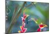 A Violet-Capped Woodnymph Hummingbird Feeds on Heliconia Rostratas in Ubatuba, Brazil-Alex Saberi-Mounted Photographic Print