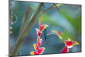 A Violet-Capped Woodnymph Hummingbird Feeds on Heliconia Rostratas in Ubatuba, Brazil-Alex Saberi-Mounted Photographic Print