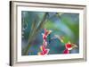 A Violet-Capped Woodnymph Hummingbird Feeds on Heliconia Rostratas in Ubatuba, Brazil-Alex Saberi-Framed Photographic Print