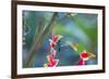 A Violet-Capped Woodnymph Hummingbird Feeds on Heliconia Rostratas in Ubatuba, Brazil-Alex Saberi-Framed Photographic Print