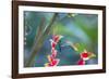 A Violet-Capped Woodnymph Hummingbird Feeds on Heliconia Rostratas in Ubatuba, Brazil-Alex Saberi-Framed Photographic Print