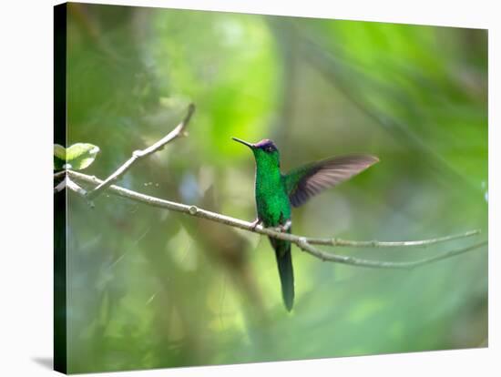 A Violet-Capped Woodnymph Hummingbird Stretches its Wings in a Tropical Jungle Clearing in Ubatuba-Alex Saberi-Stretched Canvas