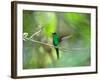 A Violet-Capped Woodnymph Hummingbird Stretches its Wings in a Tropical Jungle Clearing in Ubatuba-Alex Saberi-Framed Photographic Print