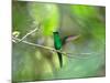 A Violet-Capped Woodnymph Hummingbird Stretches its Wings in a Tropical Jungle Clearing in Ubatuba-Alex Saberi-Mounted Photographic Print