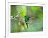 A Violet-Capped Woodnymph Hummingbird Stretches its Wings in a Tropical Jungle Clearing in Ubatuba-Alex Saberi-Framed Photographic Print
