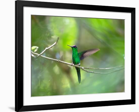 A Violet-Capped Woodnymph Hummingbird Stretches its Wings in a Tropical Jungle Clearing in Ubatuba-Alex Saberi-Framed Photographic Print