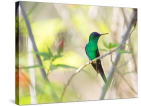 A Violet-Capped Woodnymph Perches on a Tree Branch in the Atlantic Rainforest-Alex Saberi-Stretched Canvas