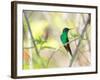 A Violet-Capped Woodnymph Perches on a Tree Branch in the Atlantic Rainforest-Alex Saberi-Framed Photographic Print