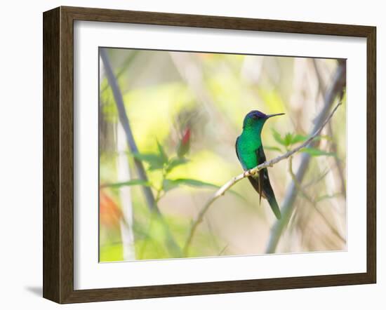 A Violet-Capped Woodnymph Perches on a Tree Branch in the Atlantic Rainforest-Alex Saberi-Framed Photographic Print