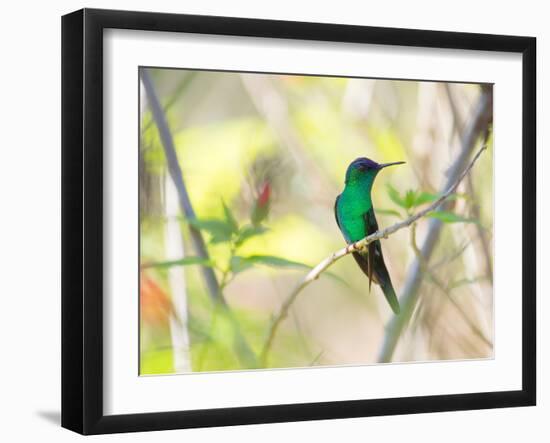 A Violet-Capped Woodnymph Perches on a Tree Branch in the Atlantic Rainforest-Alex Saberi-Framed Photographic Print